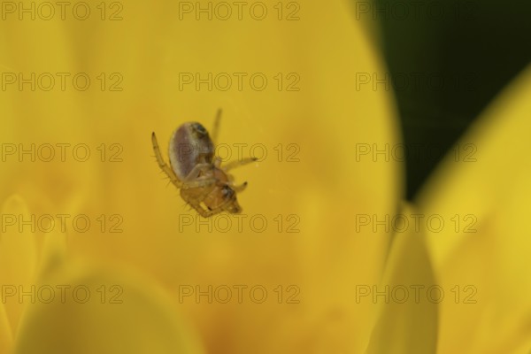 European garden spider (Araneus diadematus) adult in its spiders web on a garden yellow flower,