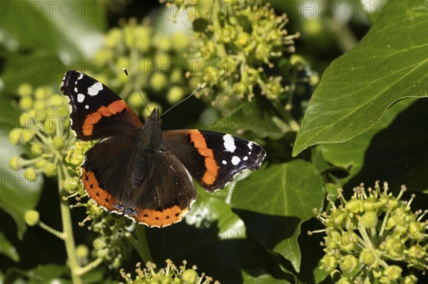 Red admiral butterfly (Vanessa atalanta) adult insect feeding on Ivy (Hedera helix) flowers in
