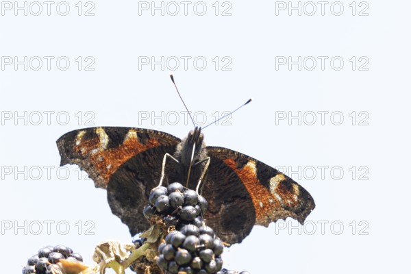 Peacock butterfly (Aglais io) adult insect feeding on blackberries fruit in summer, England, United
