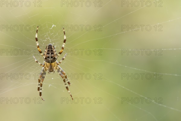 European garden spider (Araneus diadematus) adult in its spiders web, England, United Kingdom