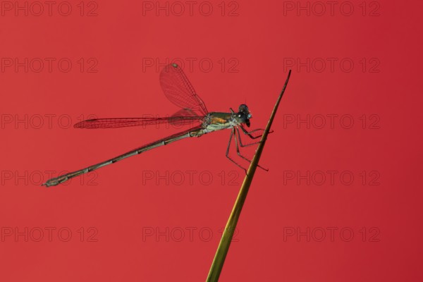 Emerald damselfly (Lestes sponsa) adult insect resting on a pond reed stem in summer, England,