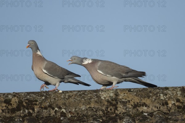 Wood pigeon (Columba palumbus) two adult birds with one chasing the other during their courtship