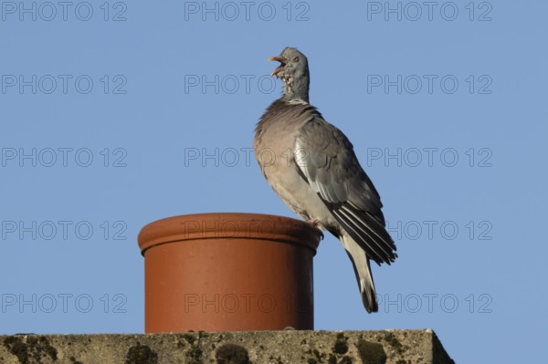 Wood pigeon (Columba palumbus) adult bird yawning on an urban house chimney pot, England, United