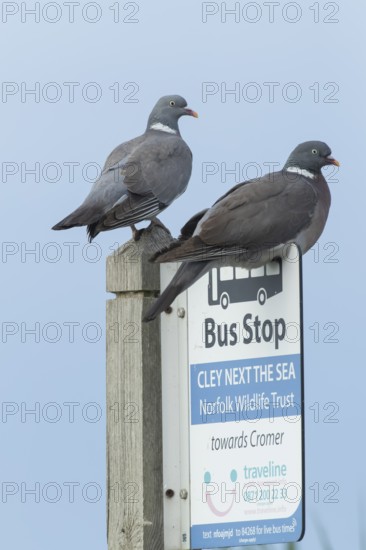 Wood pigeon (Columba palumbus) two adult birds on a bus stop sign at the Norfolk wildlife trust