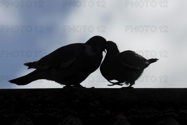 Wood pigeon (Columba palumbus) silhouette of two birds with a juvenile squab bird being fed by an