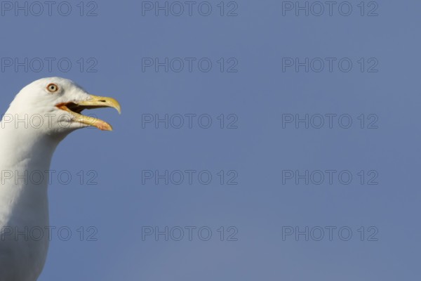 Herring gull (Larus argentatus) adult bird calling, England, United Kingdom