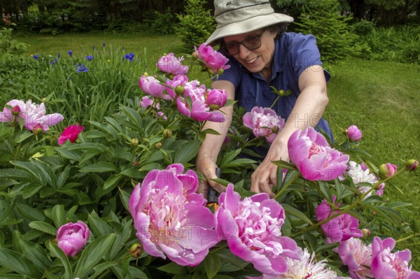 Woman and flowers, Woman taking care of peony flowers, Peonia sp, Region of La Mauricie, Province