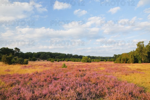 Trees and blooming heath near Oberhaverbeck in the Lüneburg Heath nature park Park, Lower Saxony,