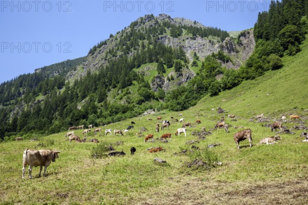 Cattle on the hiking trail in Dietersbachtal between Gerstruben and Dietersbachalpe, near