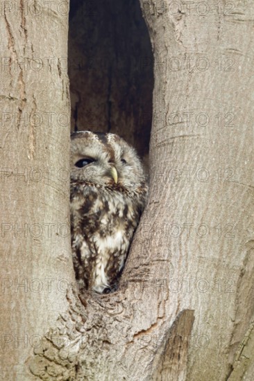In its cave... Tawny owl (Strix aluco), nocturnal owl spends the day in a natural cavity in a tree,