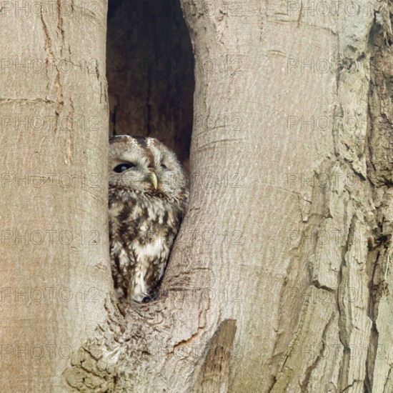 In its cave... Tawny owl (Strix aluco), nocturnal owl spends the day in a natural cavity in a tree,