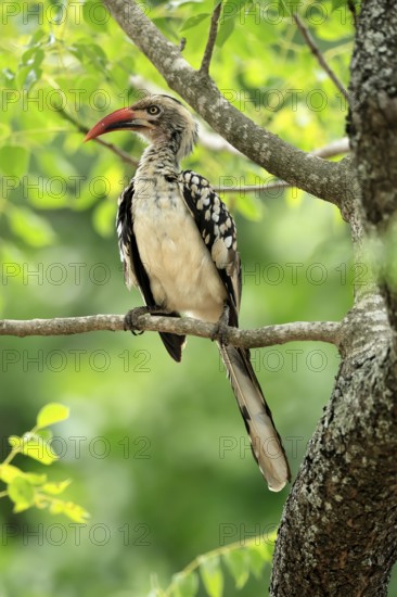 Mopanetoko (Tockus rufirostris), Southern Red-billed Hornbill, adult, on tree, alert, Kruger,