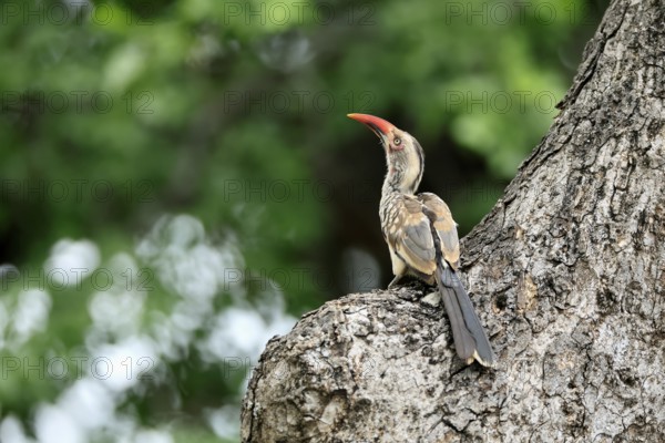 Mopanetoko (Tockus rufirostris), Southern Red-billed Hornbill, adult, on tree, alert, at breeding