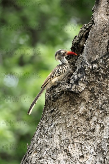 Mopanetoko (Tockus rufirostris), Southern Red-billed Hornbill, adult, on tree, alert, at breeding