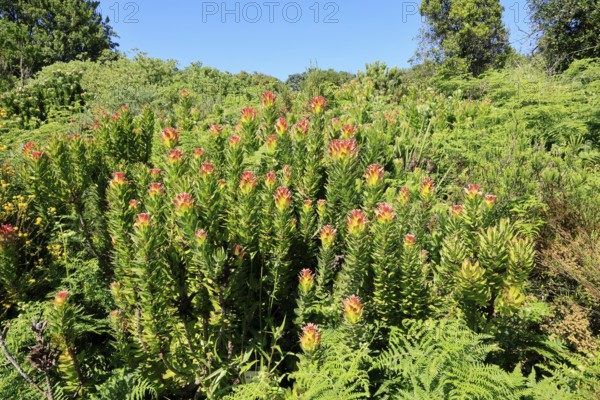 Mimetes cucullatus, flower, flowering, shrub, Kirstenbosch Botanical Gardens, Cape Town, South