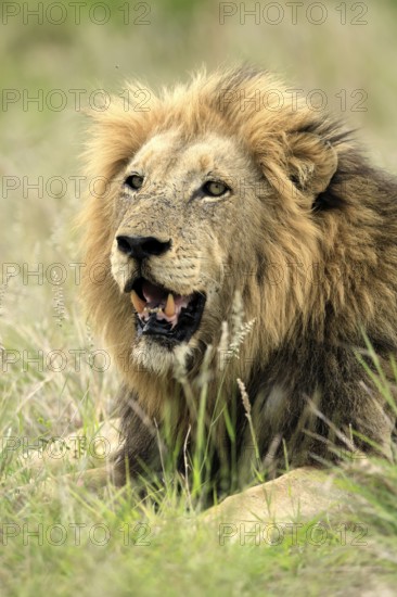 Lion (Panthera leo), male, portrait, alert, Kruger, Kruger National Park, South Africa