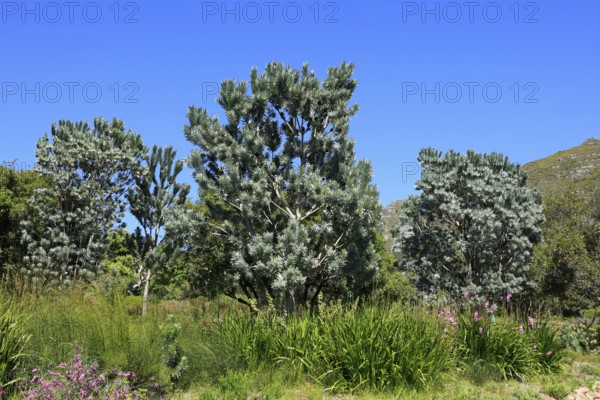 Silver tree (Leucadendron argenteum), flowering, flowers, Kirstenbosch Botanical Gardens, Cape