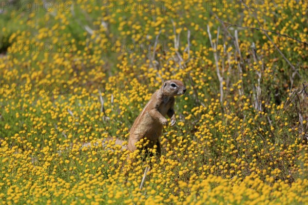 Cape bristle-necked squirrel (Xerus inauris), adult, alert, standing upright, foraging, flower