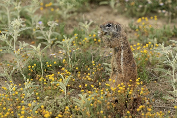 Cape bristle-thighed squirrel (Xerus inauris), adult, standing upright, feeding, flower meadow,