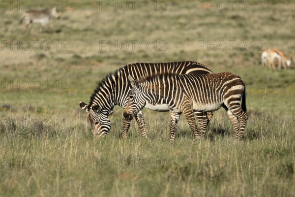 Cape Mountain Zebra (Equus zebra zebra), adult, female, mother, young, foraging, Mountain Zebra