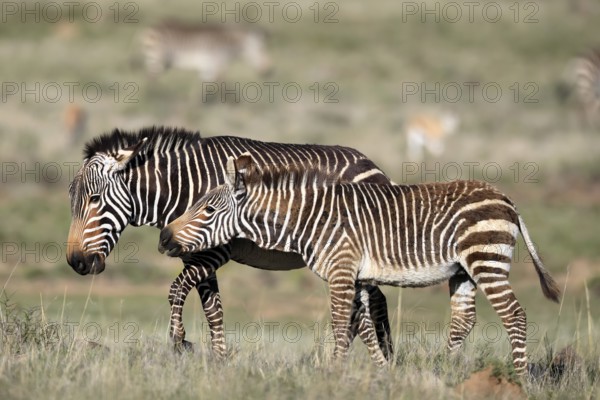 Cape Mountain Zebra (Equus zebra zebra), adult, female, mother, juvenile, social behaviour,