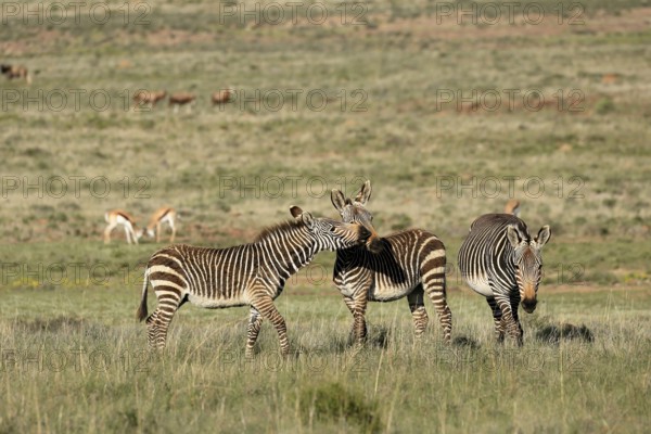 Cape Mountain Zebra (Equus zebra zebra), adult, three, group, social behaviour, foraging, Mountain