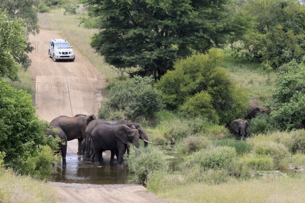 Kruger National Park, South Africa, Africa, riverbed, flooded road, landscape, African elephants,