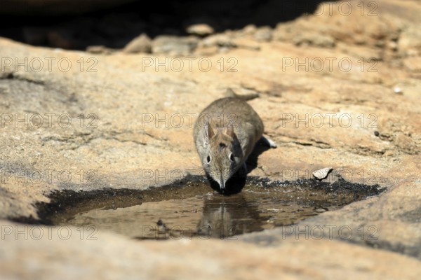 Short-eared elephant shrew (Macroscelides probosideus), adult, at the water, drinking, Mountain