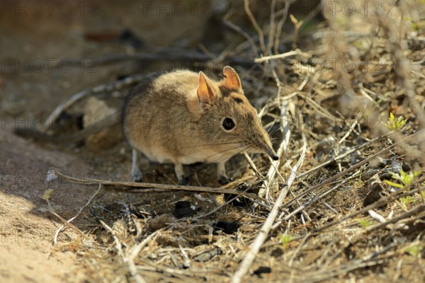 Short-eared elephant shrew (Macroscelides probosideus), adult, foraging, Mountain Zebra National