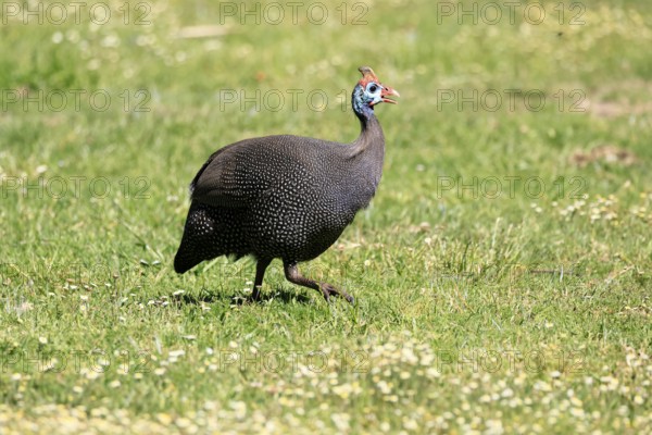 Helmeted guineafowl (Numida meleagris), adult, calling, running, foraging, Kirstenbosch Botanical