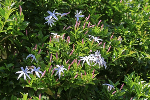 African jasmine (Jasminum multipartitum), flower, in bloom, Kirstenbosch Botanical Gardens, Cape