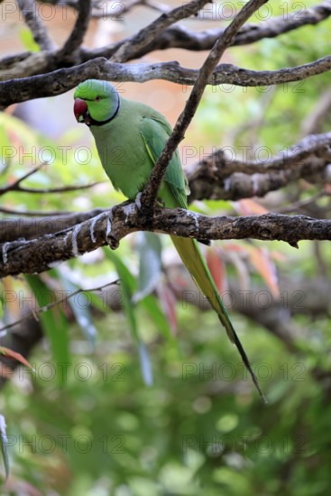 Collared Conure (Psittacula krameri), Alexander's Conure, adult male, on tree, Western Cape, South