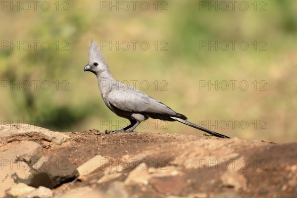 Grey Go-away-bird (Crinifer concolor), Grey Go-away-bird, adult, on ground, foraging, alert,
