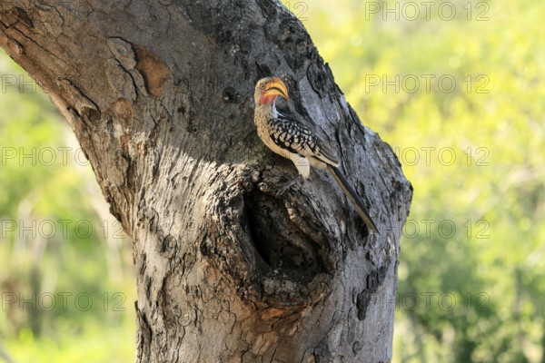 Southern Yellow-billed Hornbill (Tockus leucomelas), Red-ringed Hornbill, adult, male, at breeding