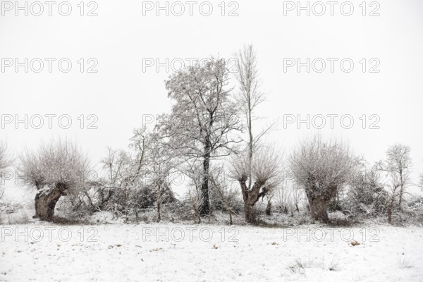 Winter walk through a landscape with old gnarled pollarded trees, pollarded willows in the snow on
