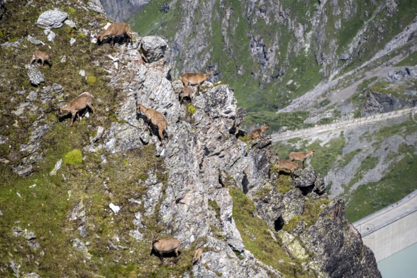 Alpine ibex (Capra ibex) group on exposed rocks at the summit of Mont Blana, Hérménence, Valais