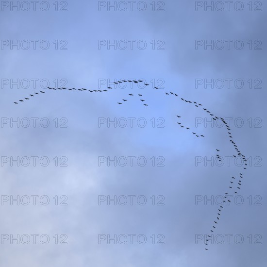 Cranes, grey cranes (Grus grus), crane migration, return of the cranes, cranes flying over, large