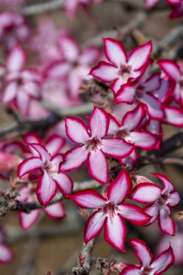 Multiflorous desert rose (Adenium multiflorum) also known as Sabi star, many pinkish white flowers,