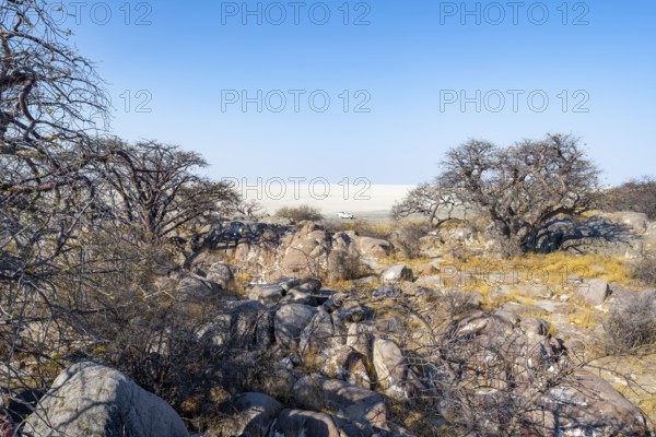 African baobab or baobab tree (Adansonia digitata), several trees overlooking the salt pan, Kubu