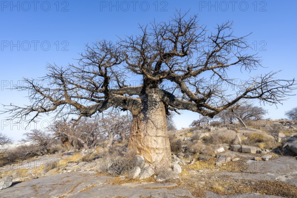 Large baobab tree, African baobab or baobab tree (Adansonia digitata), Kubu Island (Lekubu), Sowa