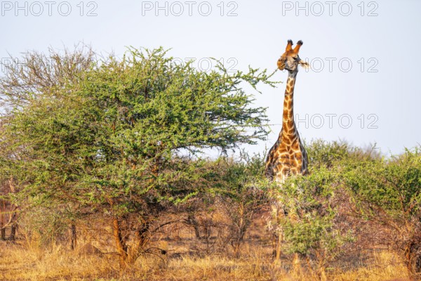 Cape giraffe (Giraffa giraffa giraffa) eating leaves of an acacia tree, in the savannah in the