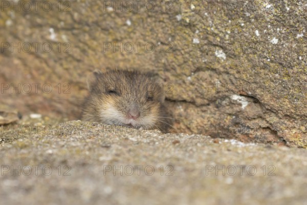 Brown rat (Rattus norvegicus) juvenile baby rodent animal emerging from a hole in an urban