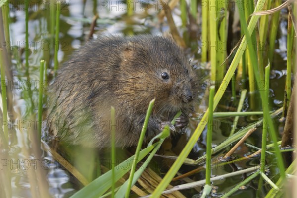 Water vole (Arvicola amphibius) adult rodent animal feeding amongst reeds in a pond in summer,