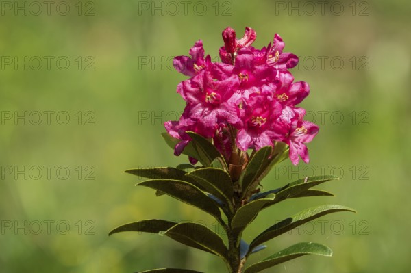 Rusty-leaved alpenrose (Rhododendron ferrugineum), also known as rusty red alpine rose or rusty red
