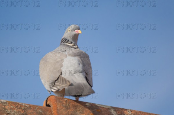 A wood pigeon (Columba palumbus) sitting on the roof ridge of a house, animal photo, bird, bird