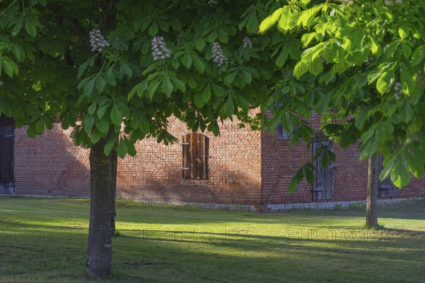 View through two chestnut trees to a part of a barn, Böhme, Heidekreis, Rethem Aller, Leine Aller