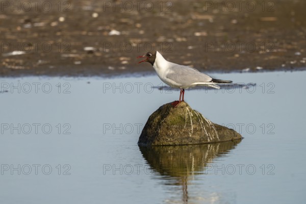 Black-headed gull (Larus ridibundus), sitting on a stone and calling, Texel, province of North