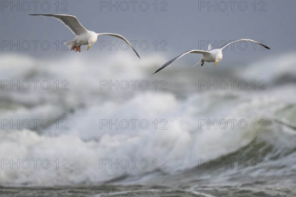 Herring gulls (Larus argentatus) in flight over the surf looking for starfish, Hvide Sande, North
