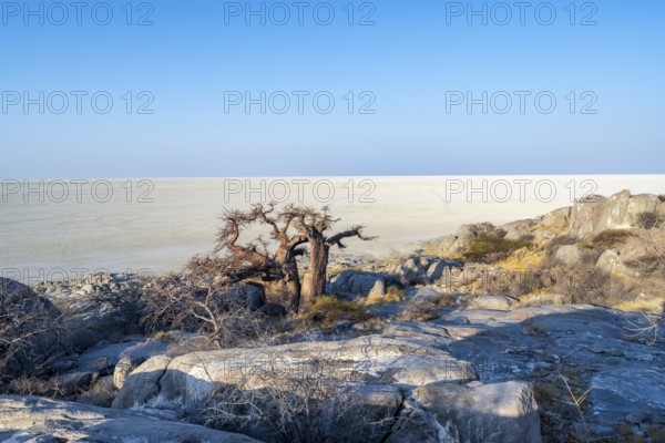 African baobab (Adansonia digitata), overlooking the salt pan in the evening light, Kubu Island