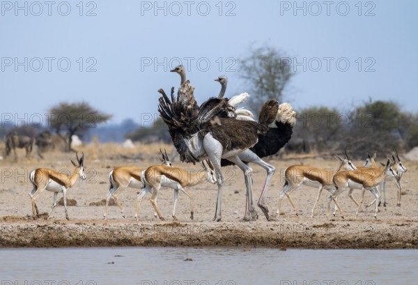 Common ostrich (Struthio camelus), adult male and female at a waterhole, courtship behaviour, Nxai